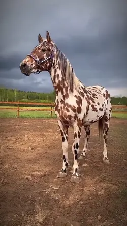 EQUESTRIAN SLOWMO