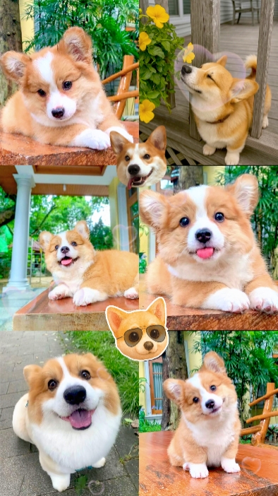 baby Corgi