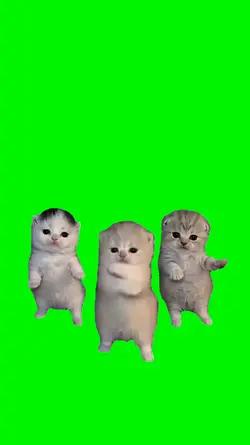 cute 3 cat