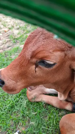 น้องวัว