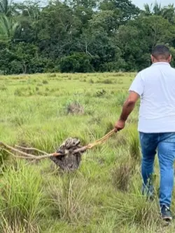 Vídeos de entregas