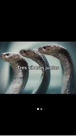 Tres víboras juntas
