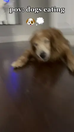 POV: dogs eating