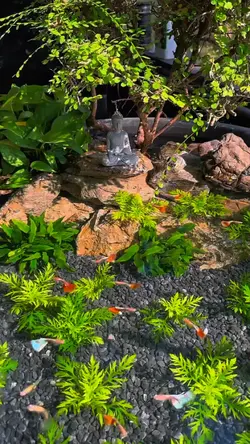 kolam ikan