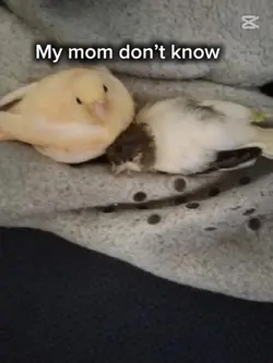 YHHH