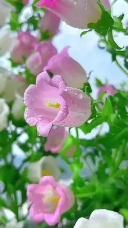 5 photos or videos