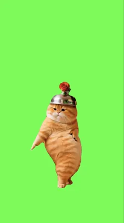 Cat dancing