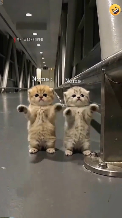 Funny Cat'
