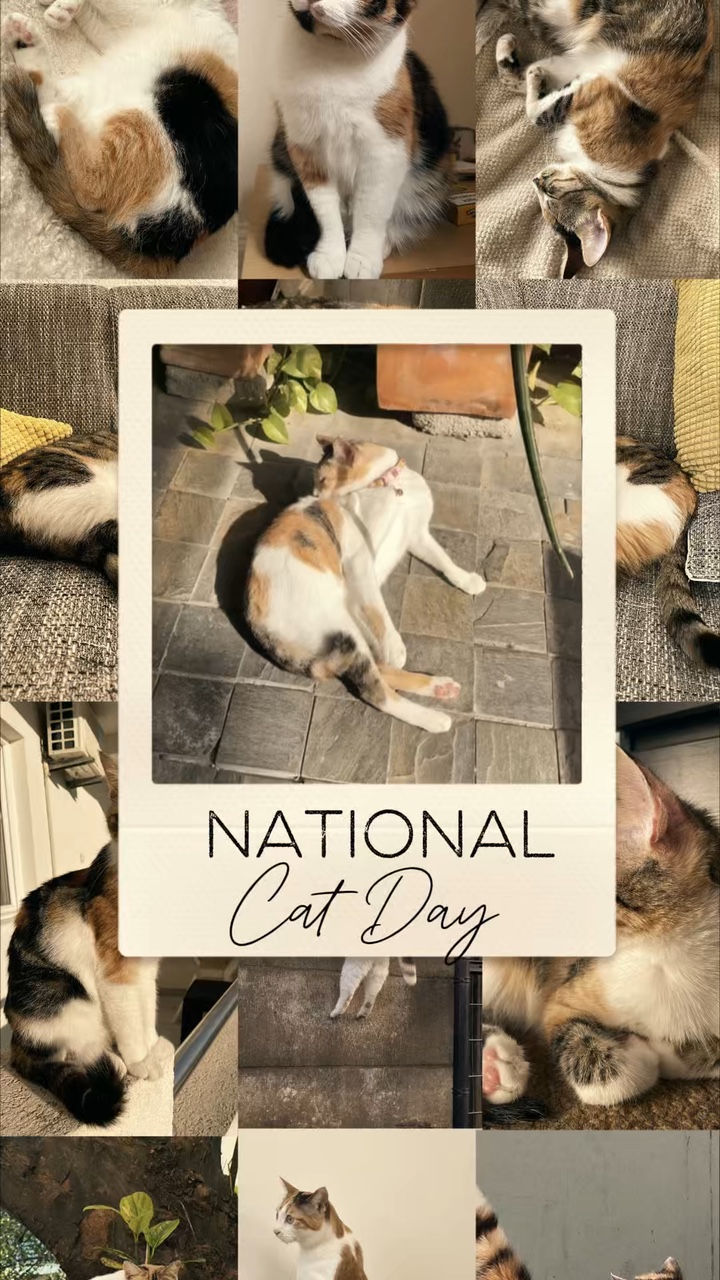 Hari Kucing Nasional 