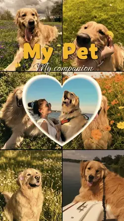 My Pet