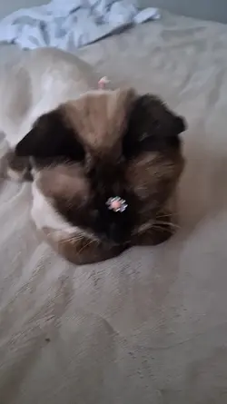 cats
princesa luna
