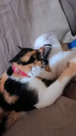 NÃO TENHO MEDO DE VC