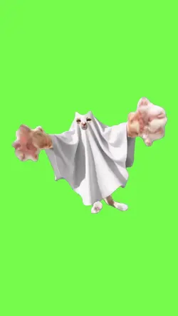 Spooky Cat Bleigh