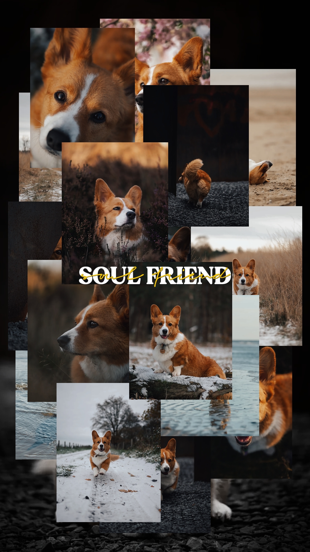 MEIN HUND