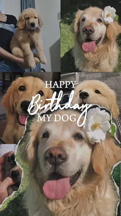 Birthday my dog 🐶 