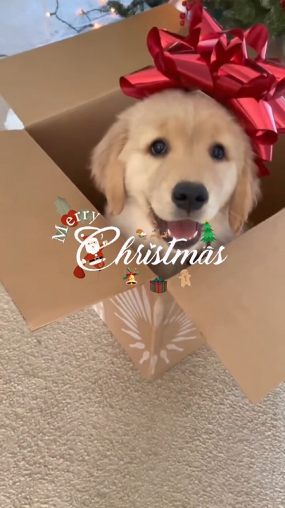 Weihnachten Haustier