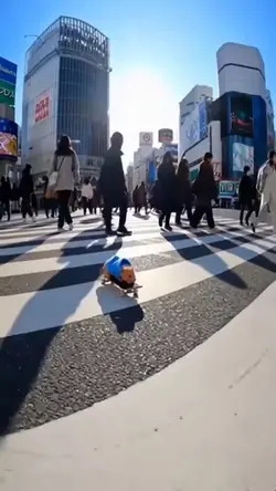 ハムスタースケボー