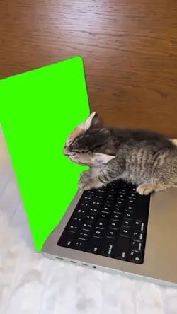 cat on laptop