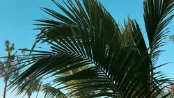 Landscape Alay Trend