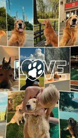 I love my dog