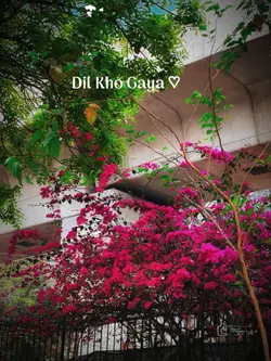 dil kho gaya