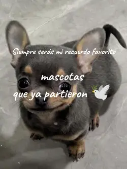 mascotas en el cielo