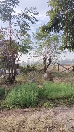 ชีวิตบ้านนา