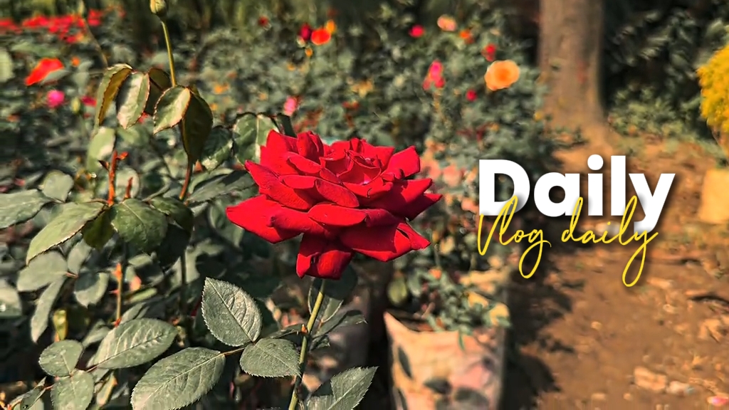Daily Mini Vlog 