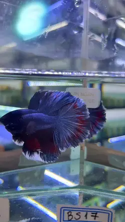 Sơn Ngân fish house