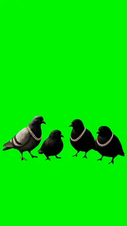 pigeon