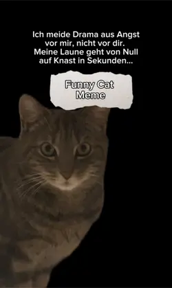 Funny Cat Meme 