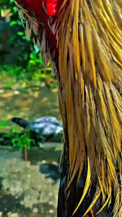 story ayam mu