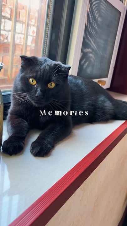 Momento - Gato Negro