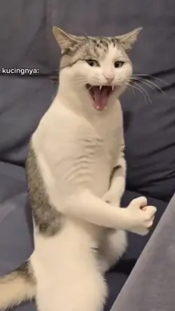 TAKUT SAMA KUCING