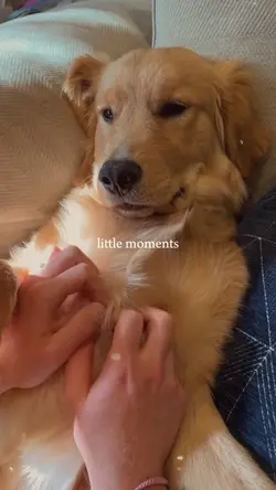 Dog moments