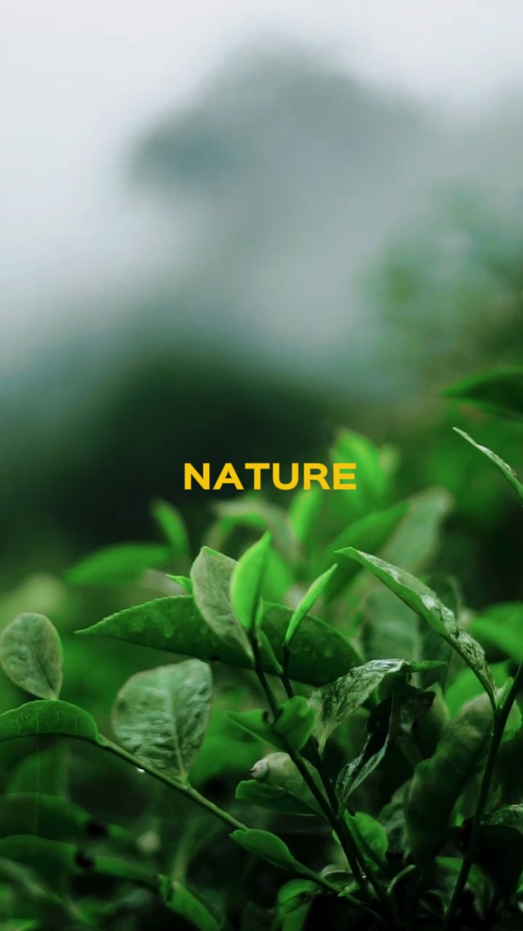 Natur estetik