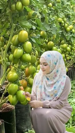 kebun tomat