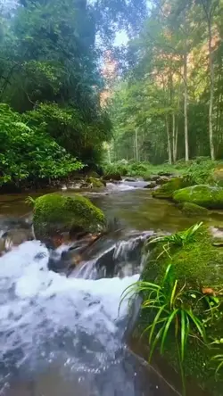 gemericik air+burung