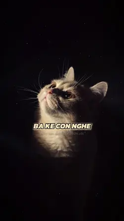 Nay con xin
