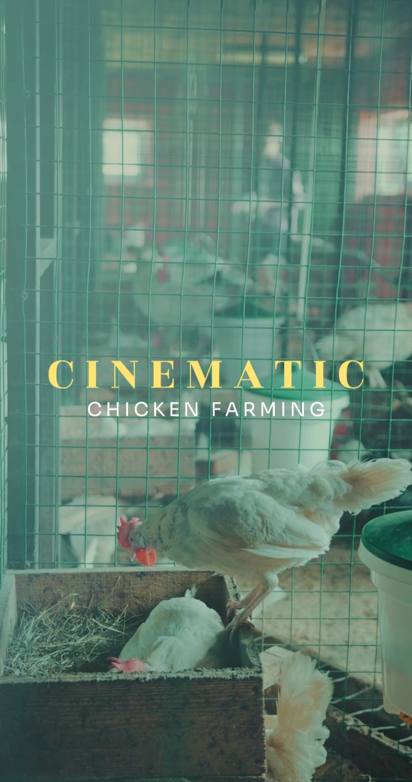 chicken farming