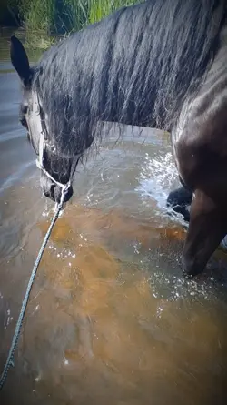 horse slomo