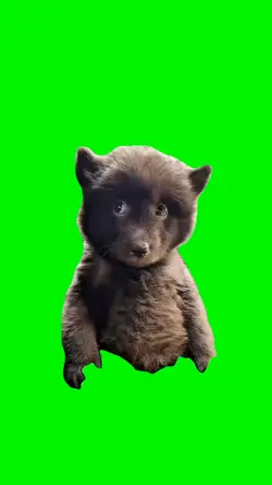 funny bear