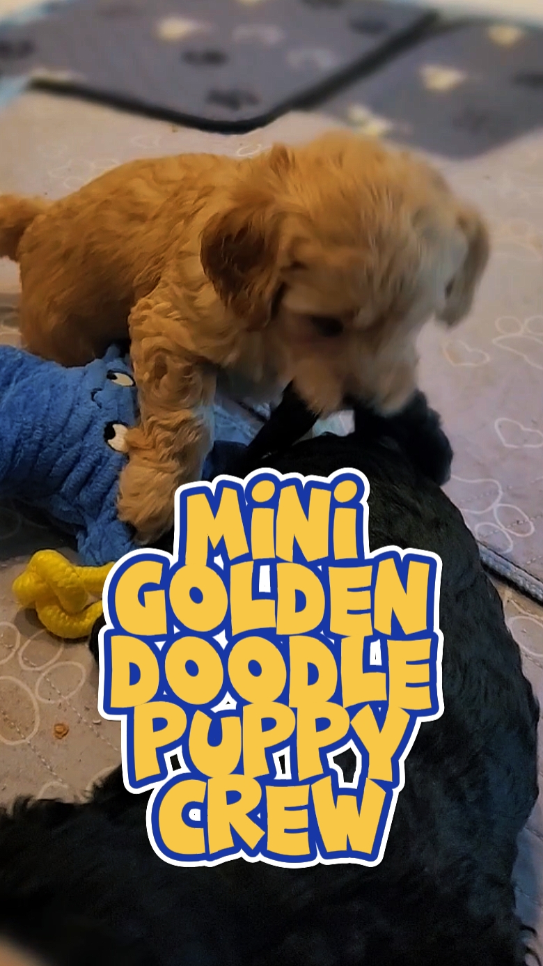 GoldenDoodle Yavruları
