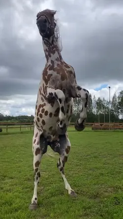 horse slowmo !!
