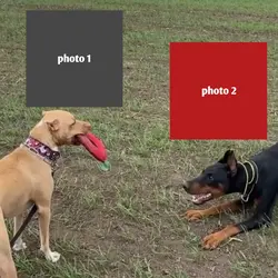 pitbull vs doberman