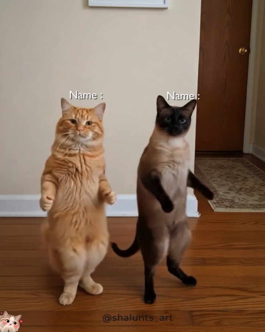 Kucing Dance Lucu 