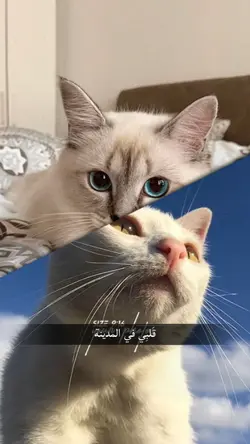 JJ 2 Foto Arabic 