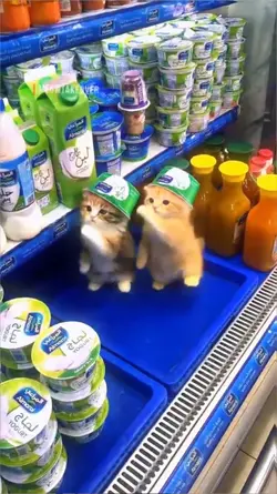 kucing viral mirror