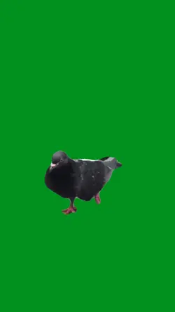 thriller pigeon 