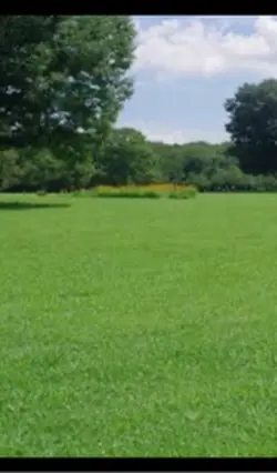 芝生の上の柴犬
